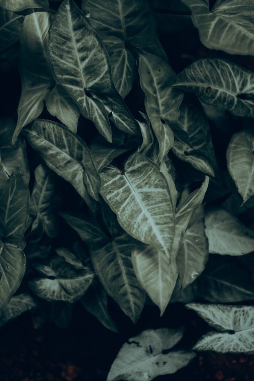 Free Lush dark green leaves captured in a moody setting in Thrissur, India. Stock Photo