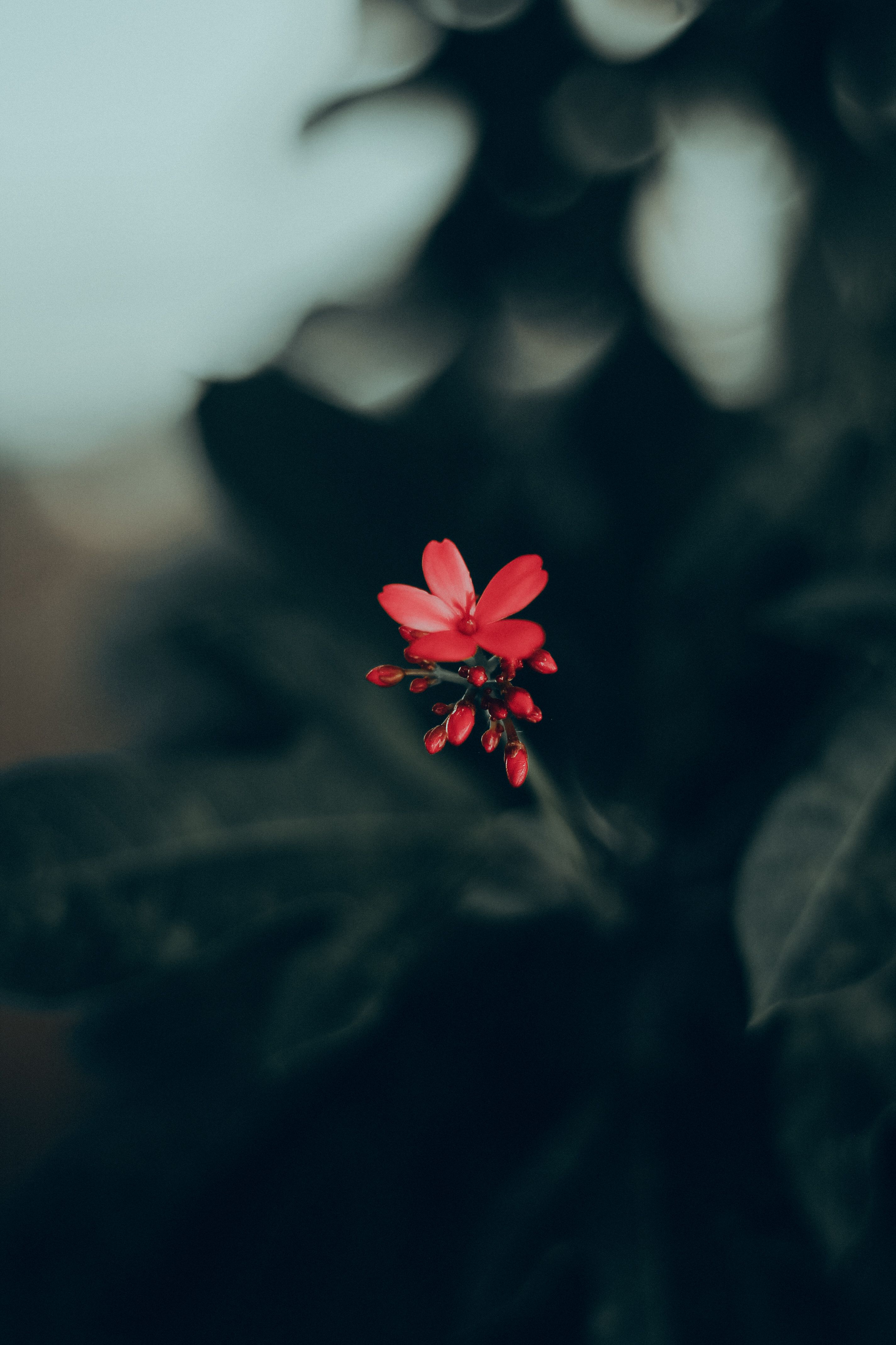 938 035 以上の無料花の背景画像