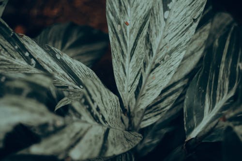 Leaves of Decorative Potted Plant