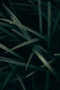 Grass in Dark