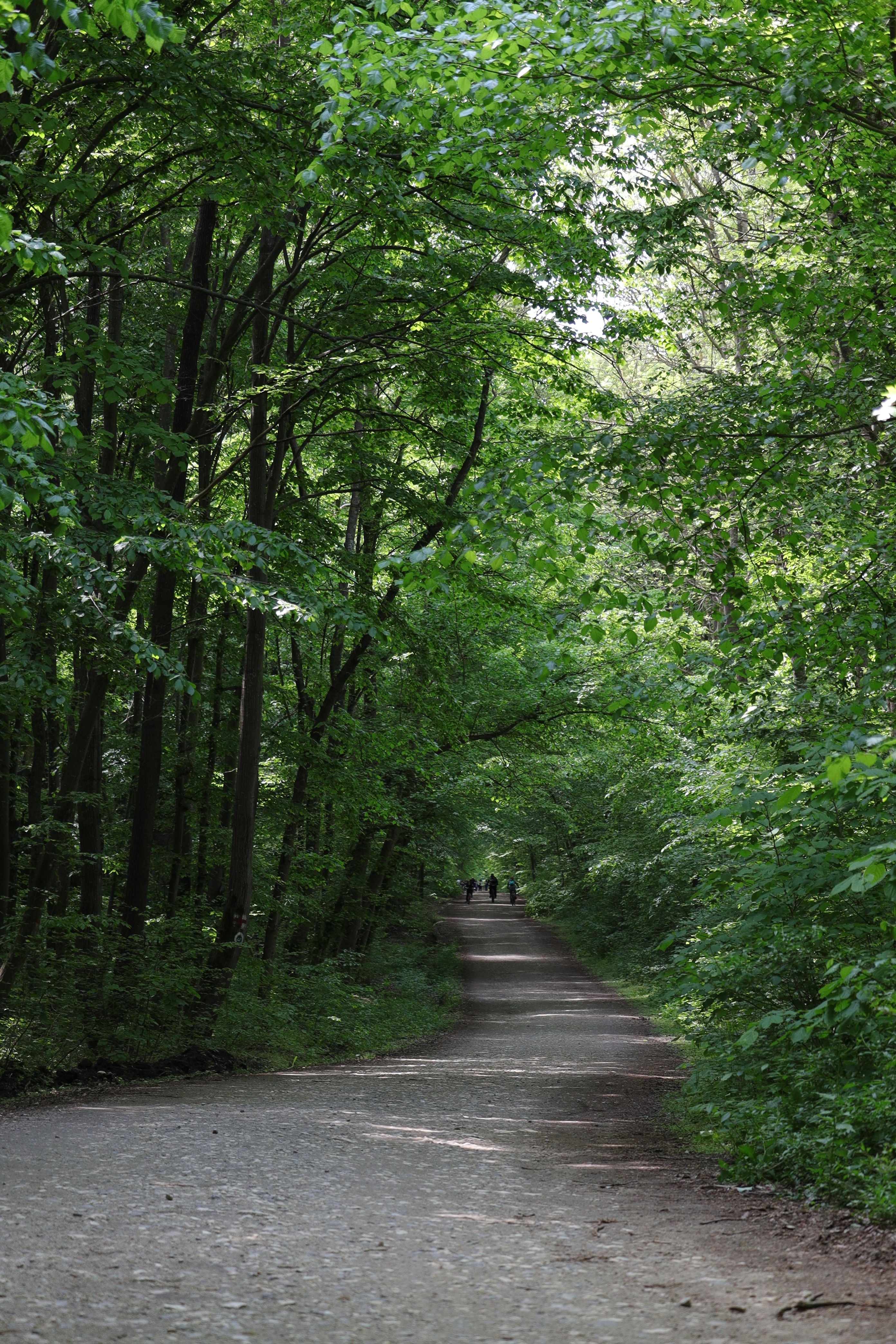 People Walking on Pathway Between Green Trees · Free Stock Photo
