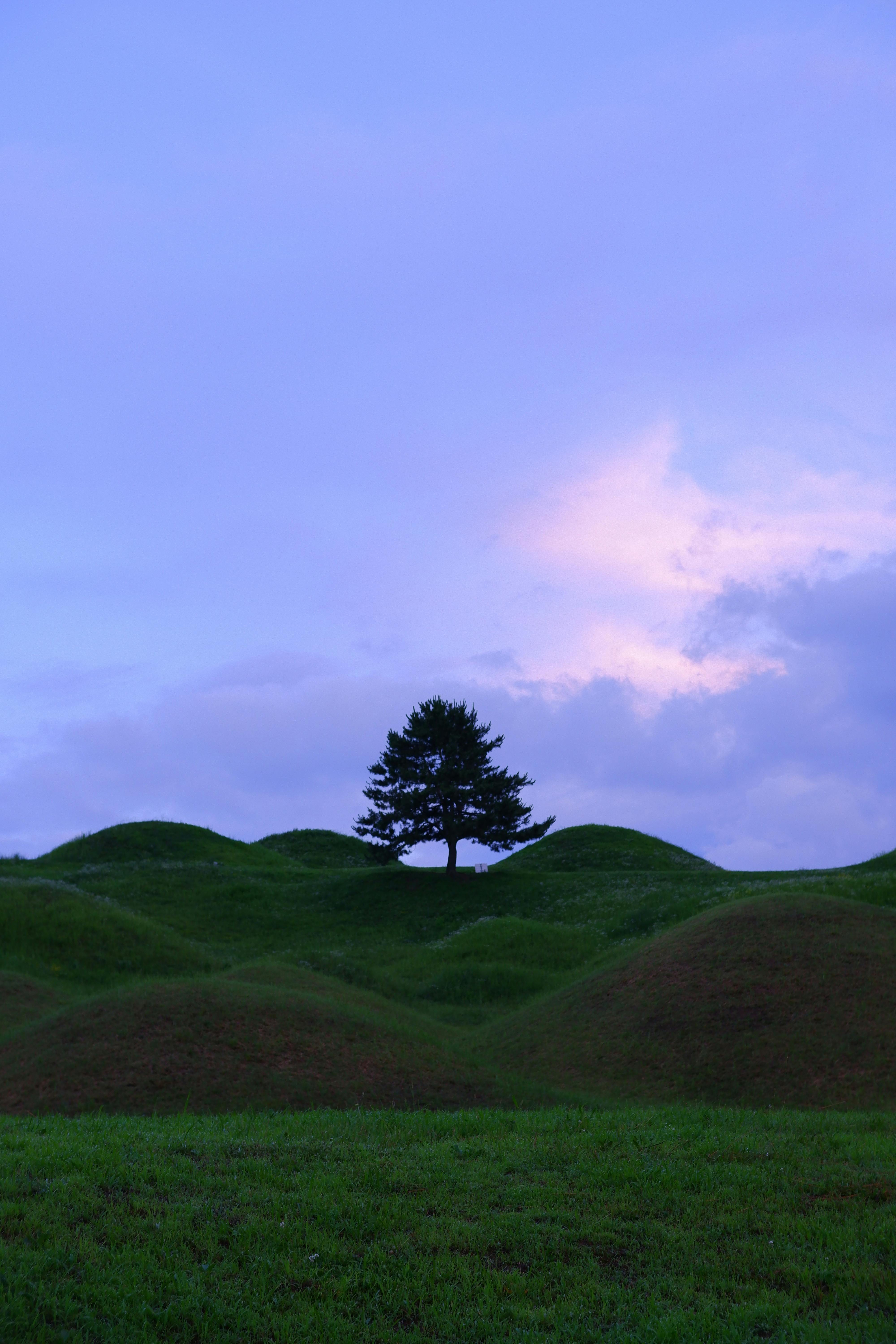 A lone tree stands on rolling hills at sunset, creating a serene and peaceful landscape scene.
