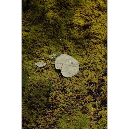 Green Leaves on a Mossy Surface