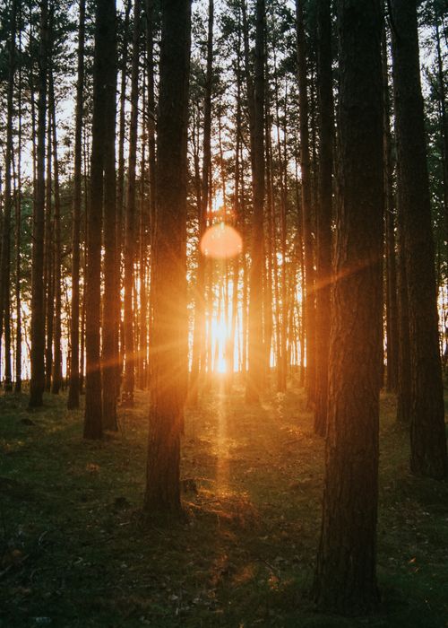 Free Sunset rays illuminate a tranquil Lithuanian forest, creating a warm and serene atmosphere. Stock Photo