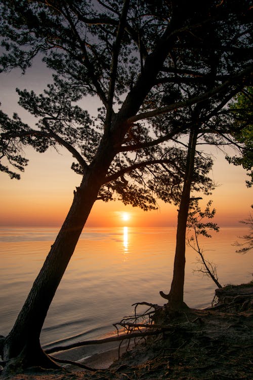 A Silhouette of Trees on a Shore during the Golden Hour