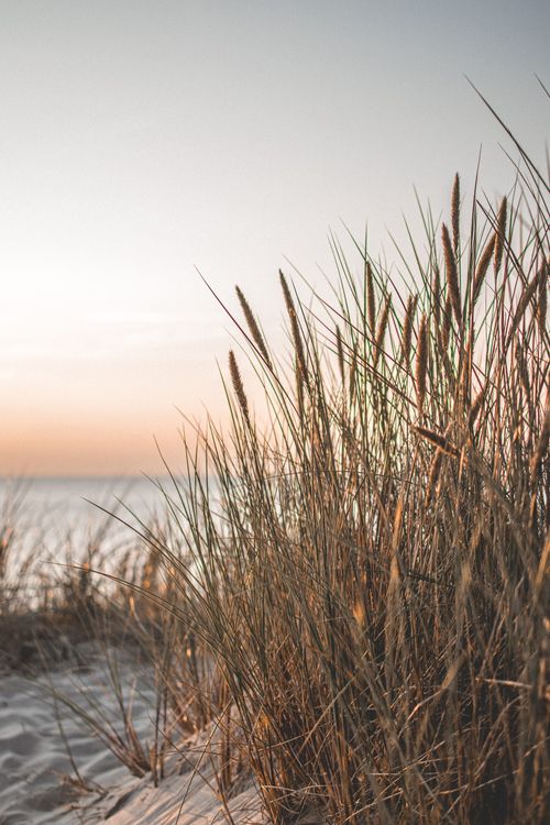 Free Calming image of beach grass in Palanga, Lithuania during sunset, capturing nature's tranquility. Stock Photo