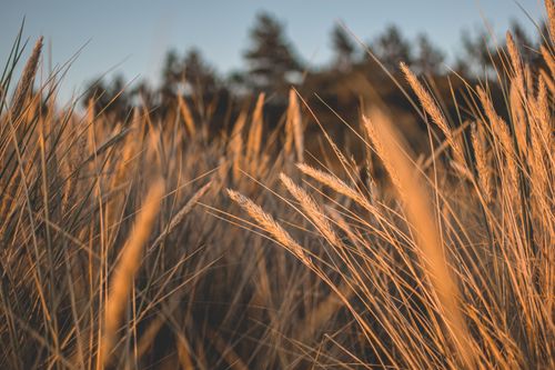Free A serene view of golden beachgrass at sunset on the Palanga dunes in Lithuania. Stock Photo