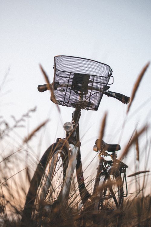Free A bicycle with a basket in a grassy field captured at sunset, creating a serene outdoor scene. Stock Photo