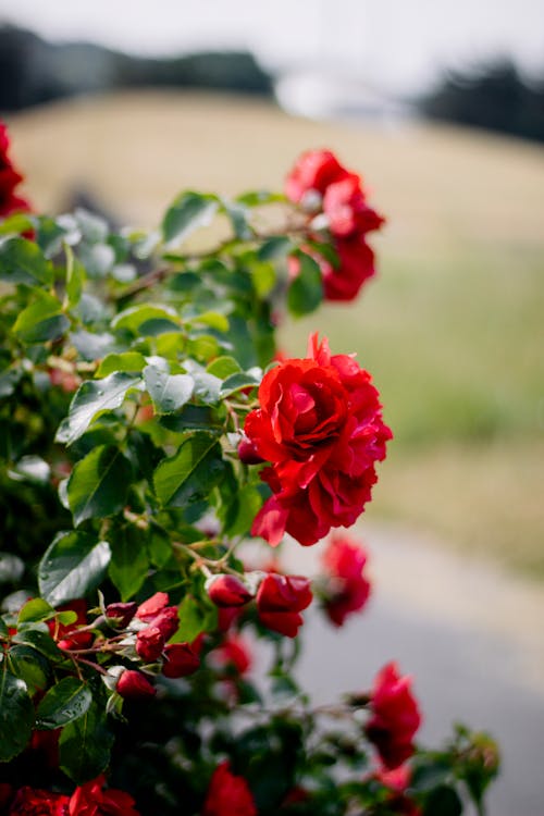 Red Garden Roses in Bloom