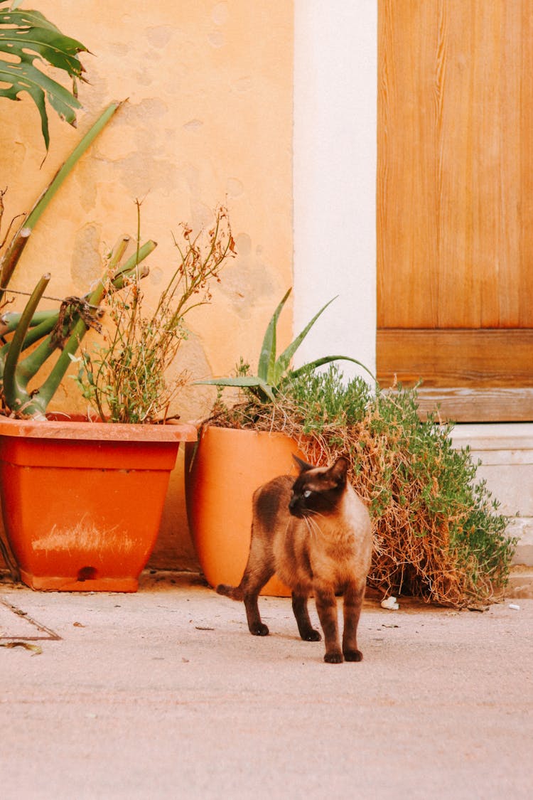 Cat By Potted Plants 