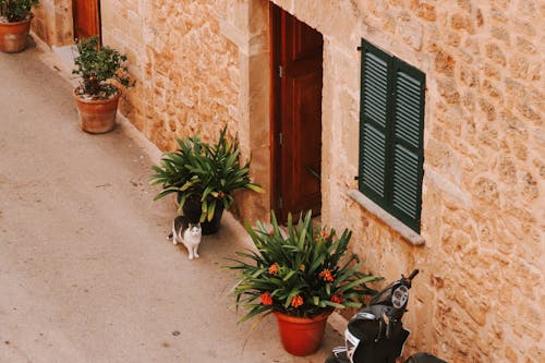 Tabby Cat Standing Beside Potted Plants