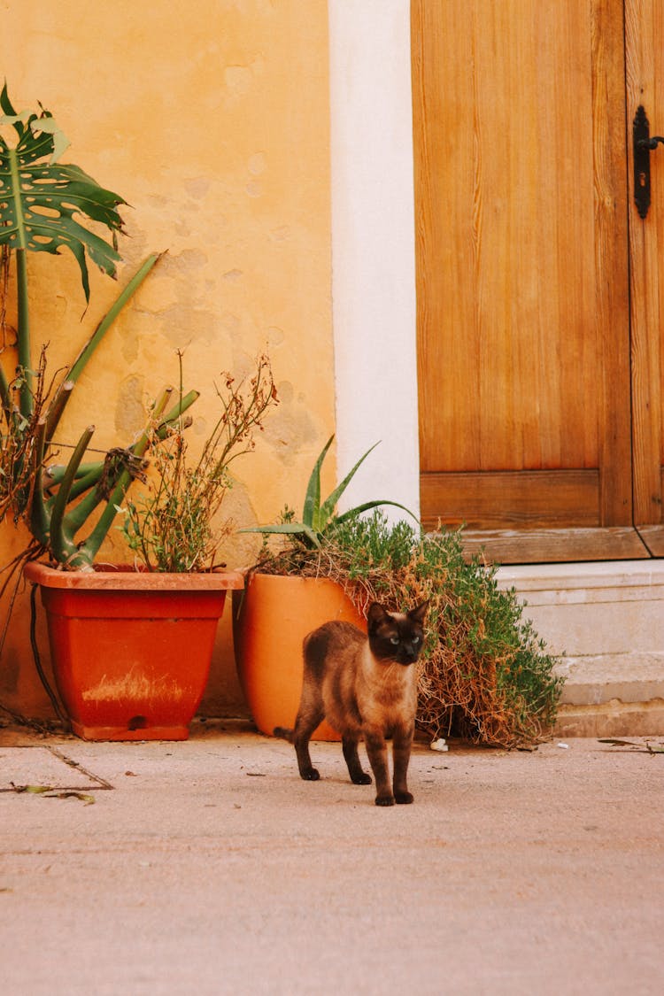 Brown Cat Beside A Wooden Door