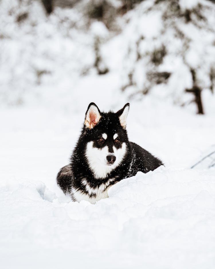 Siberian Husky Lying On Snow