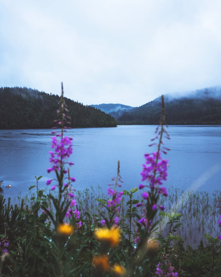 Pink Flowers Against A Blue Lake And Hills