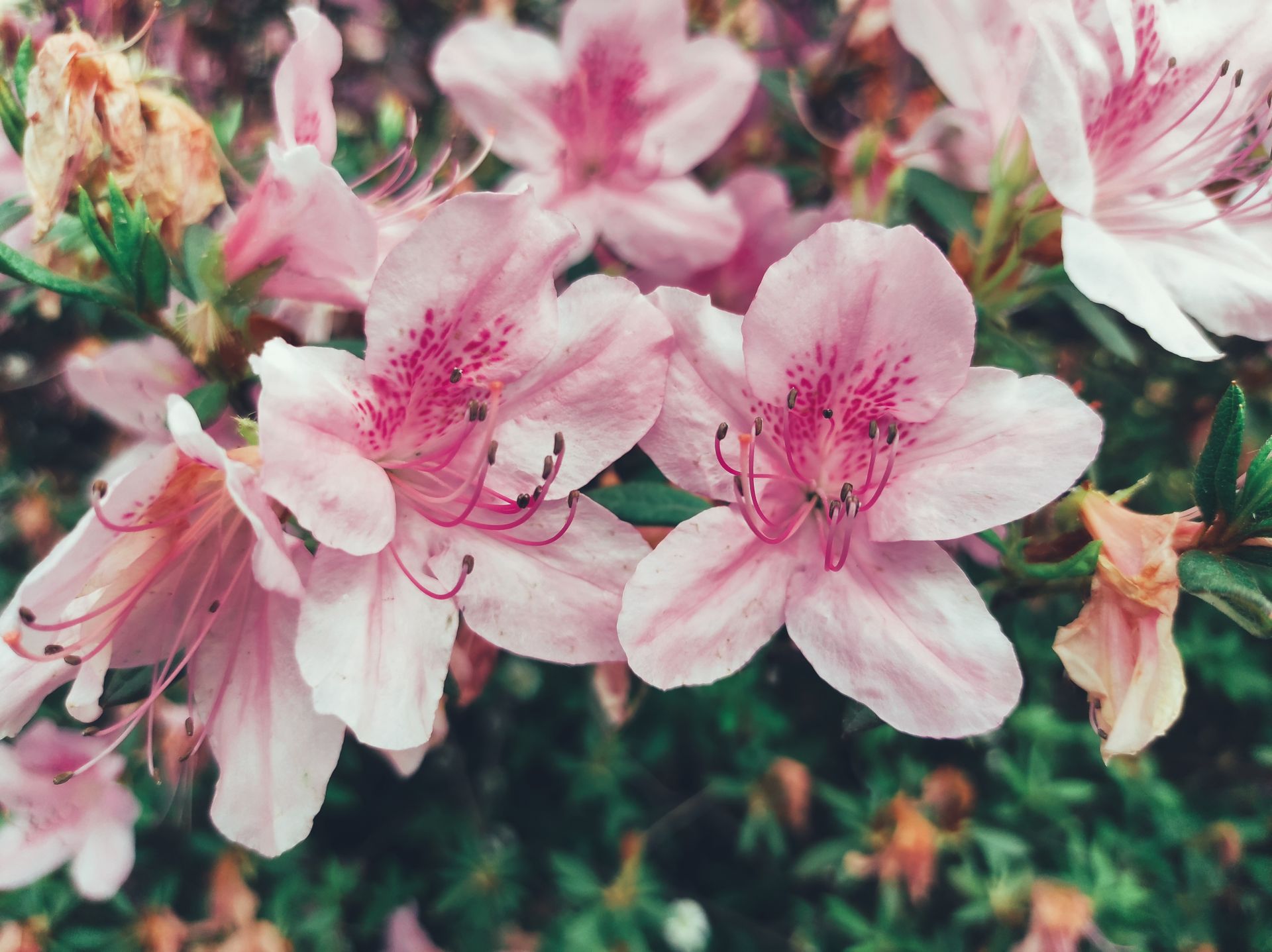 Detailed close-up of pink azalea flowers with delicate petals, captured outdoors in Portugal.