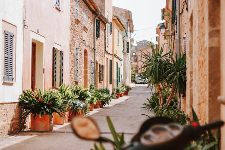 Potted Plants On An Alley Beside The Houses