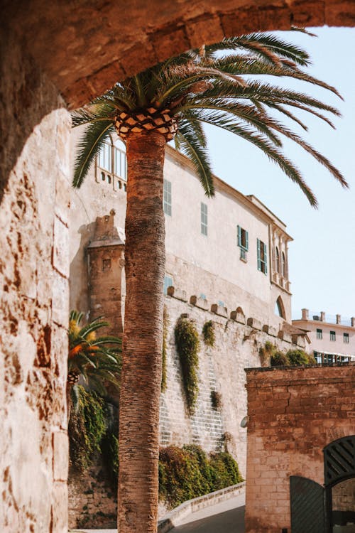 Traditional Building and a Palm Tree in Mallorca 