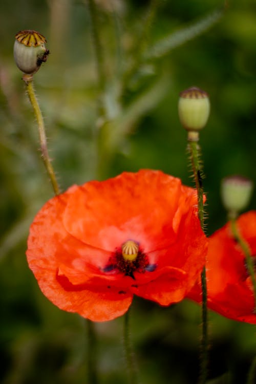 Red Poppy Flower in Close Up Photography