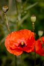 Free stock photo of beautiful flower, field, field of poppies