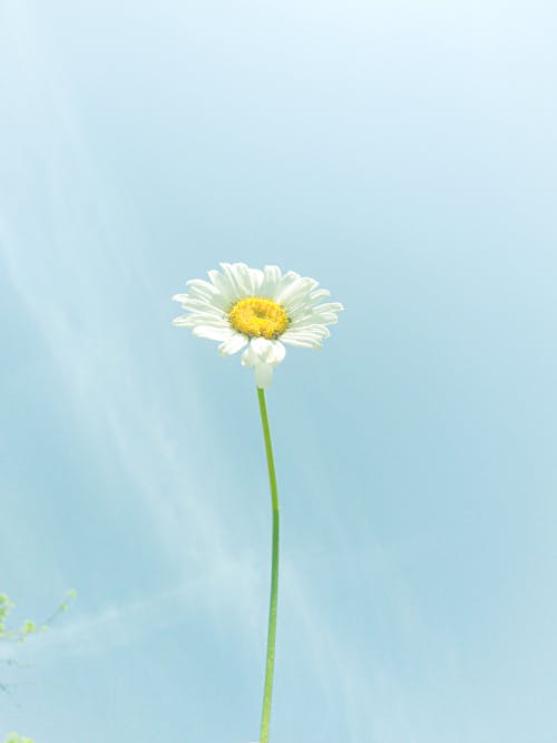 Kostnadsfri bild av blå, blomma, daisy