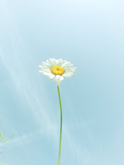 Close-up of a Daisy