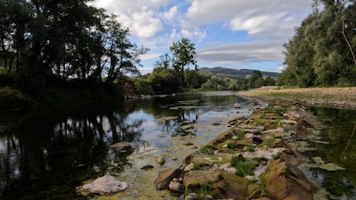 Green Trees Beside River Under Blue Sky