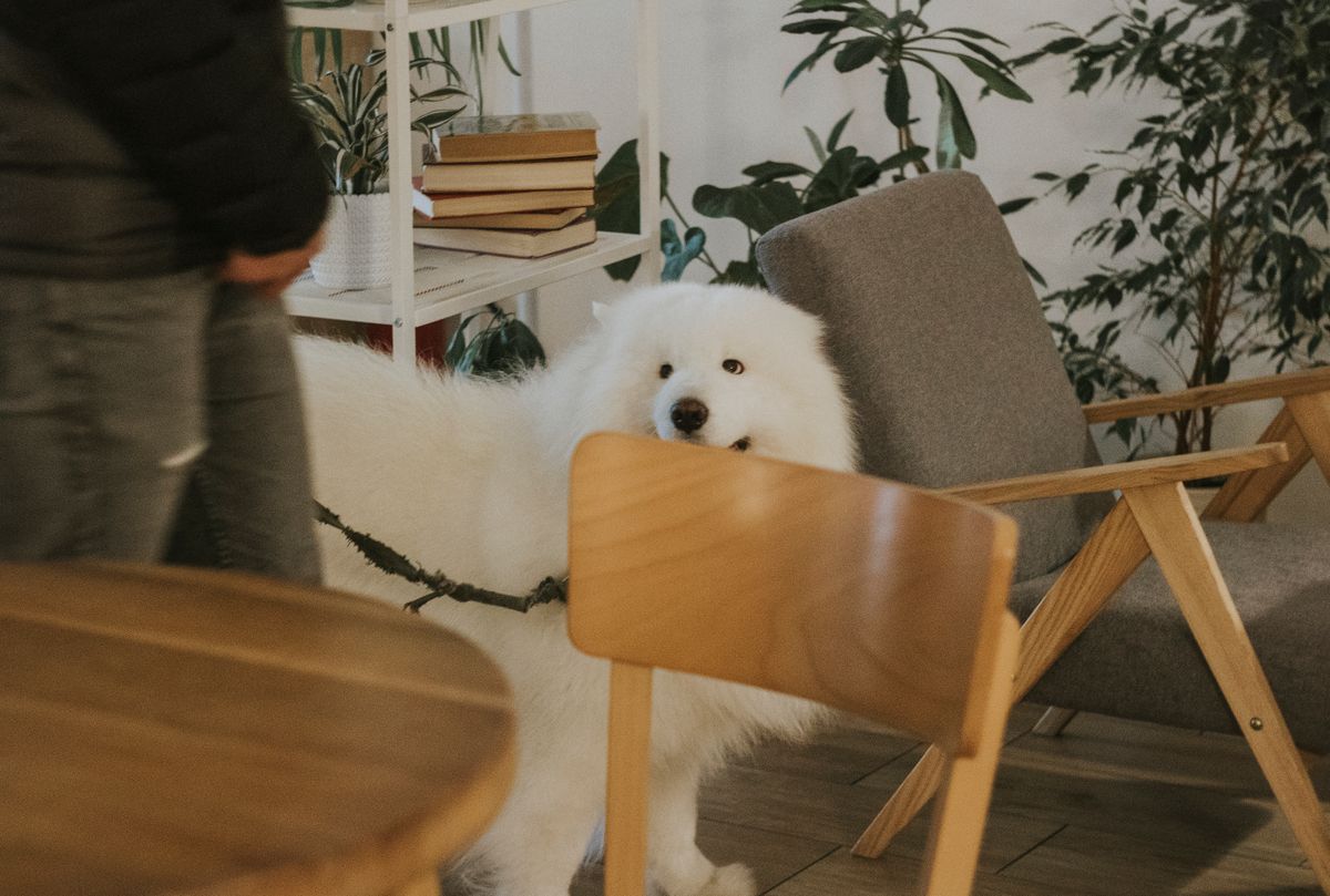 Köpeğim Asansöre Binmiyor: Korkuyu Güvenle Nasıl Aşar?