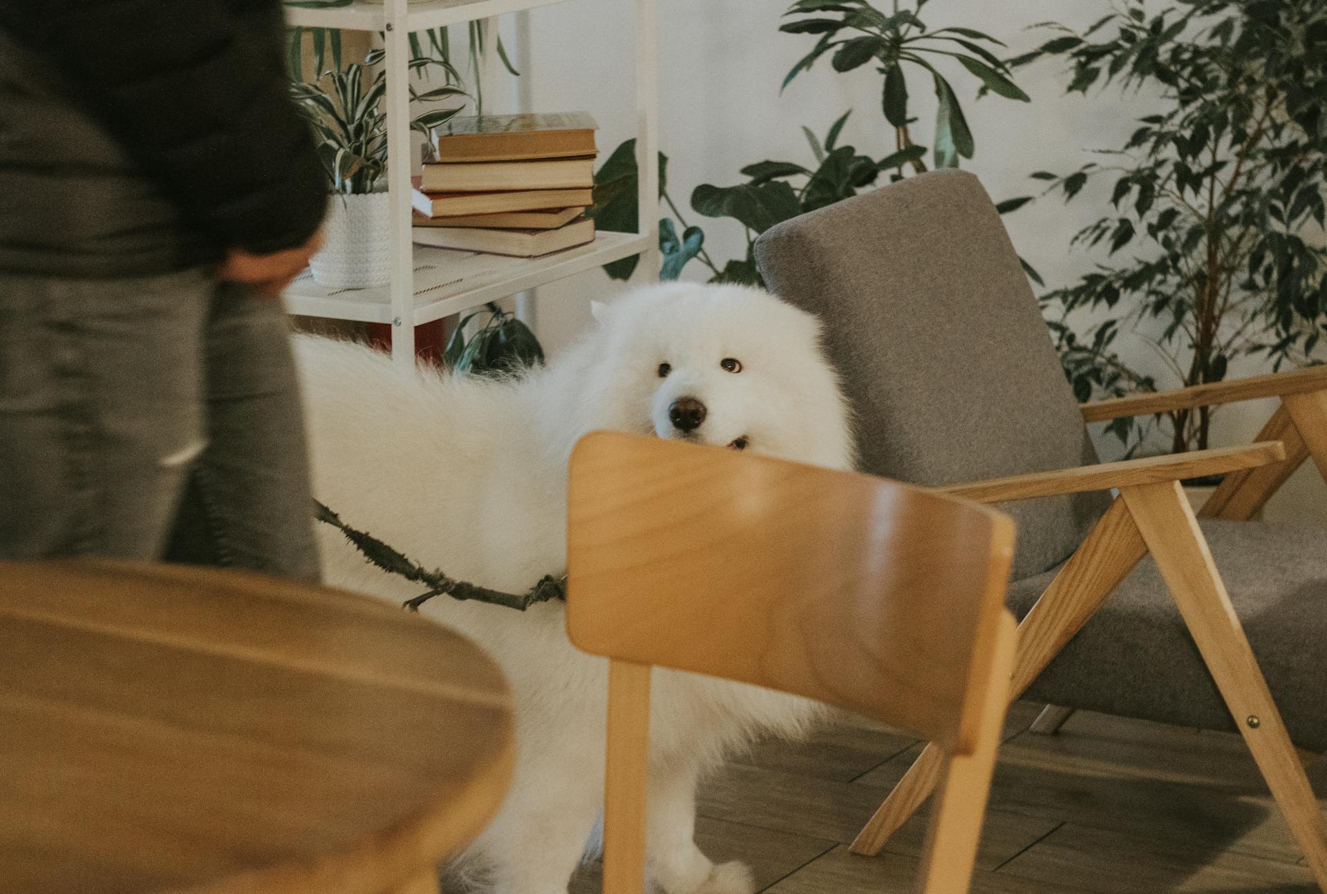 Un chien blanc et moelleux dans un appartement