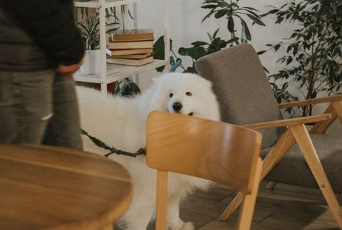 Vermieter verbietet Hund: Ihre Rechte als Mieter (2026)