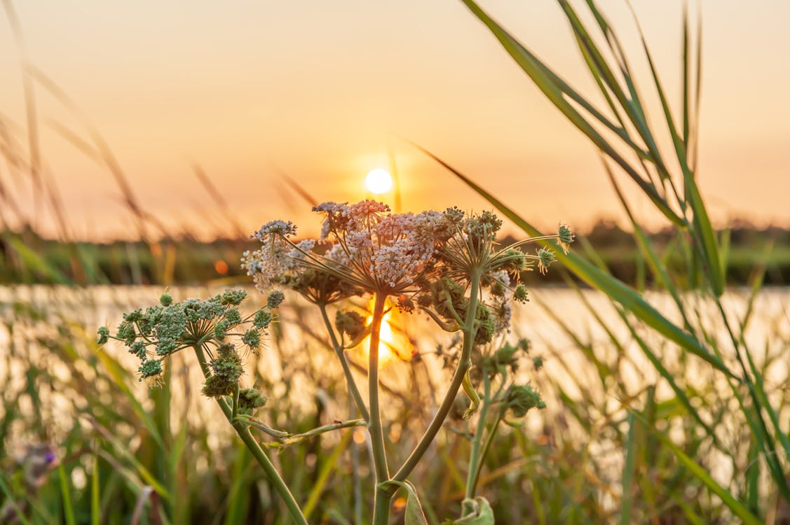 Free stock photo of flower, golden hour, nature