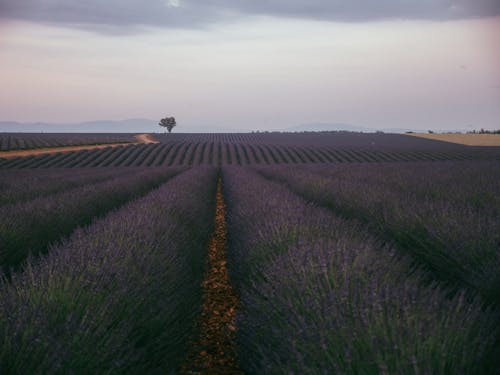 Free Kostenloses Stock Foto zu blühenden lavendel, frankreich, lavendel Stock Photo
