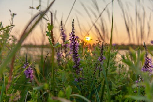 Bunga Lavender Ungu Fotografi Fokus Selektif Saat Matahari Terbenam