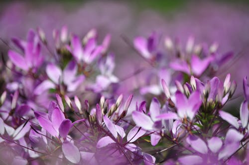 Δωρεάν στοκ φωτογραφιών με cleomaceae, cleome, ακανθώδης αράχνη