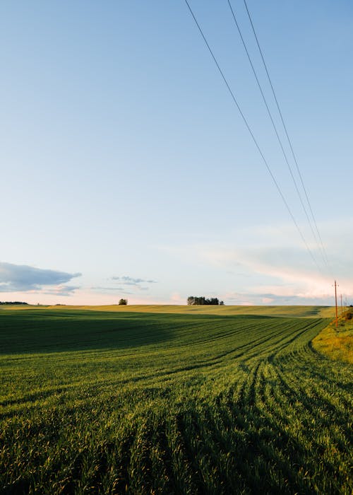 Foto profissional grátis de agricultura, ao ar livre, céu azul