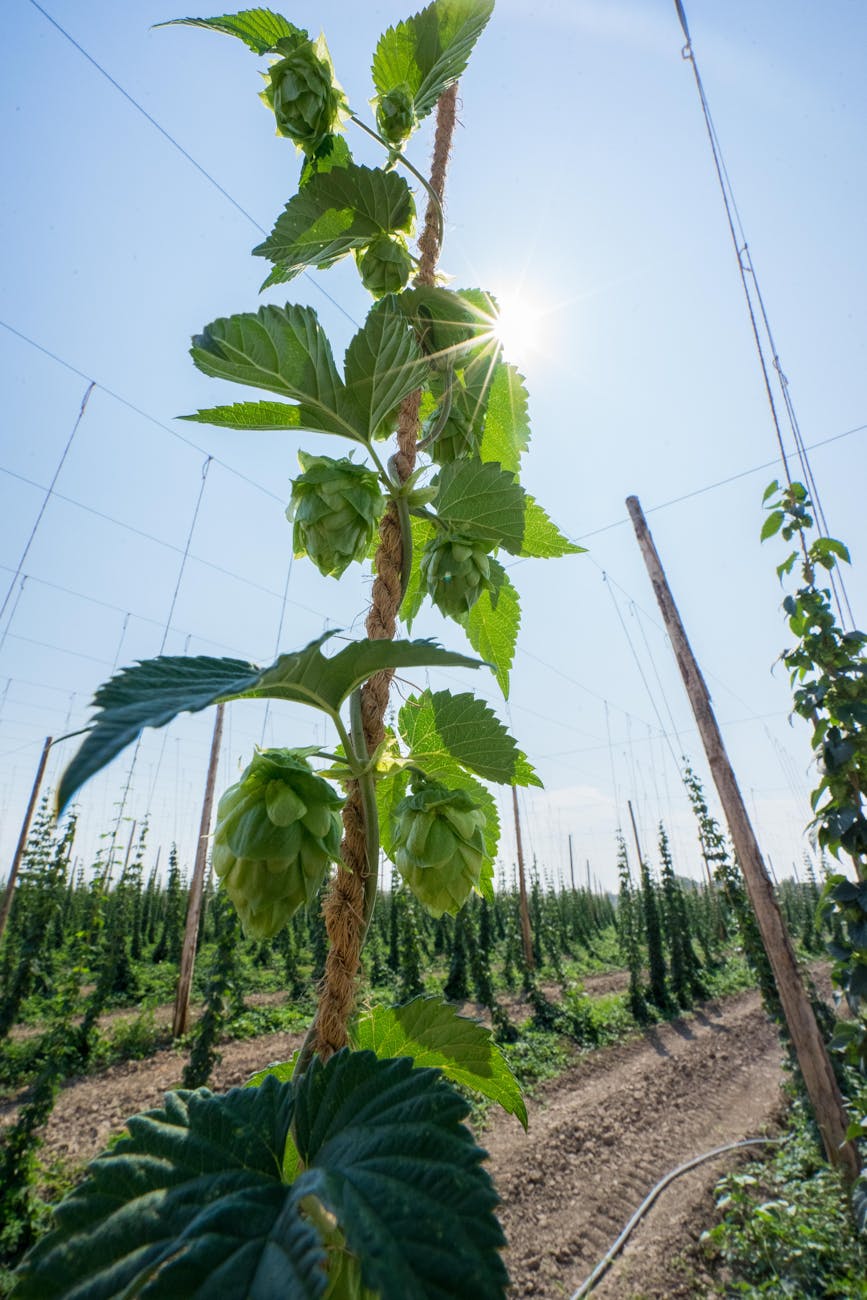 Hops | Stunning Climbing Plants Perfect For Trellis And Arbors