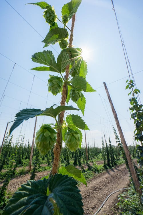 Ingyenes stockfotó alacsony szögű felvétel, aratás, farm témában