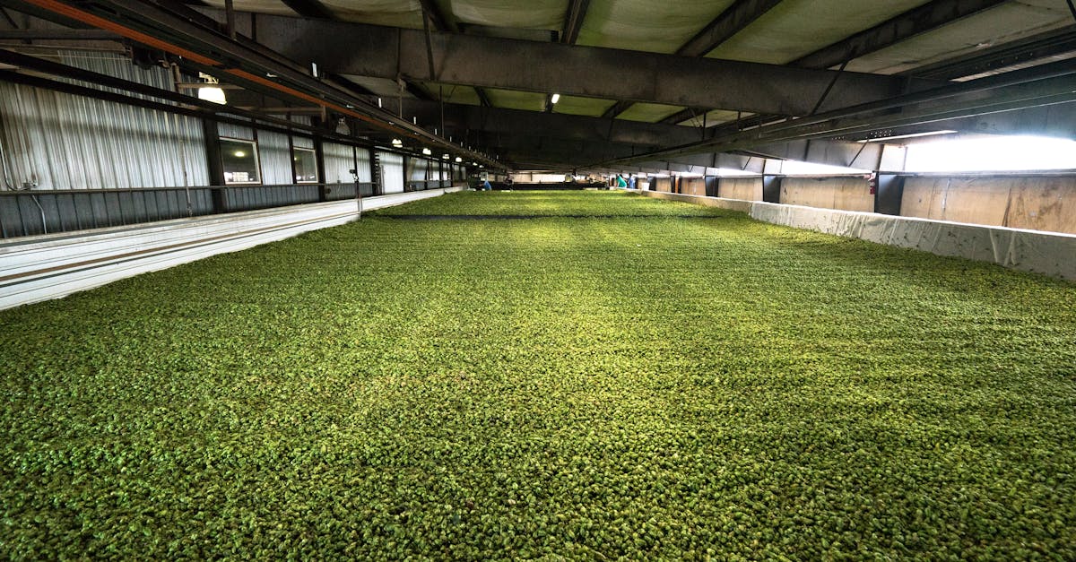 Laos: casos de RSE que apoyan cadenas agrícolas sostenibles y bienestar comunitario Laos: casos de RSE que apoyan cadenas agrícolas sostenibles y bienestar comunitario