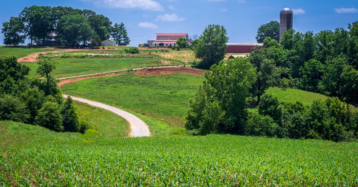 A picturesque farm scene with rolling hills and a cornfield under a bright blue sky in North Carolina.