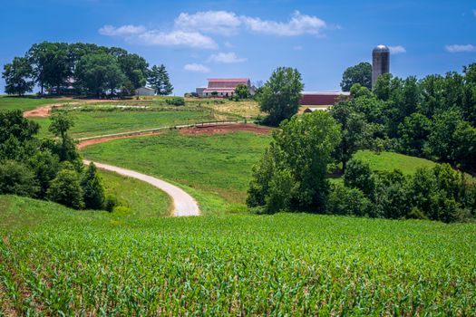 A picturesque farm scene with rolling hills and a cornfield under a bright blue sky in North Carolina.