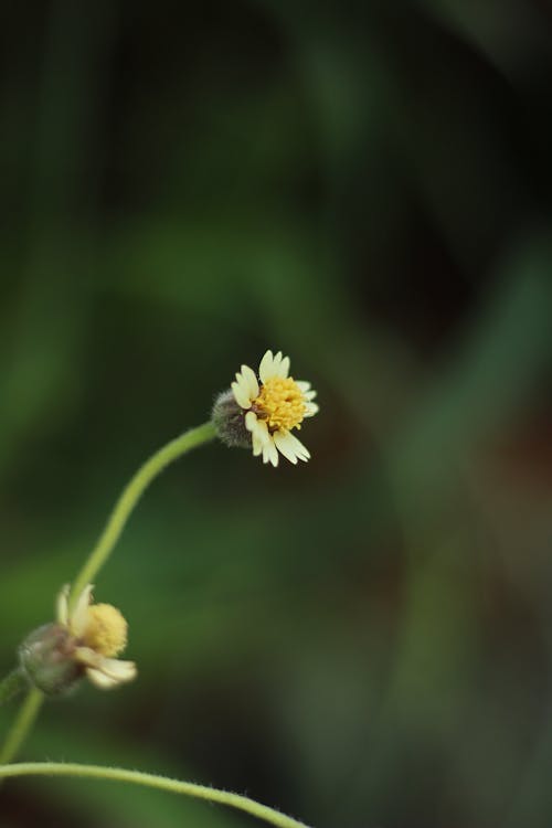 Blooming Tridax Daisy Flowers in Close-Up Photography 