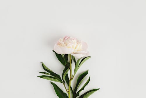 Gratis lagerfoto af blad, blomst, bryllup Lagerfoto