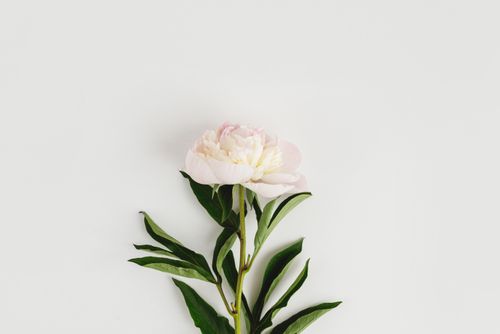 Free A single white peony flower with lush green leaves on a minimalistic white background. Stock Photo
