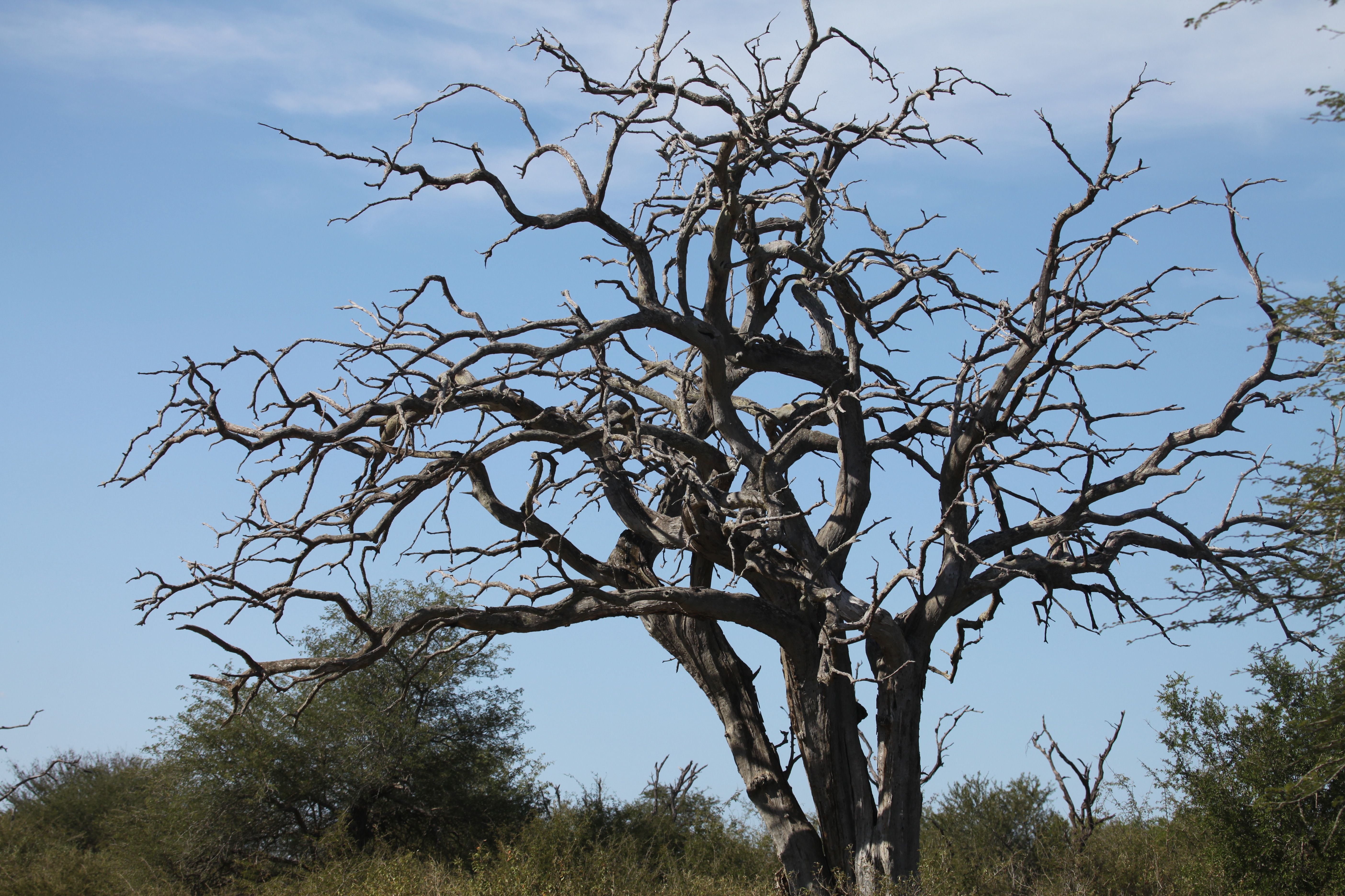 Leafless Tree Under the Blue Sky · Free Stock Photo