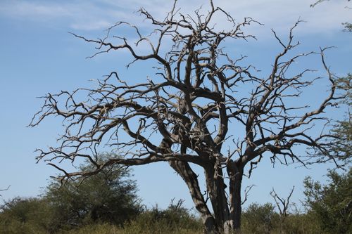 Free A striking barren tree silhouette with twisted branches against a clear blue sky. Stock Photo