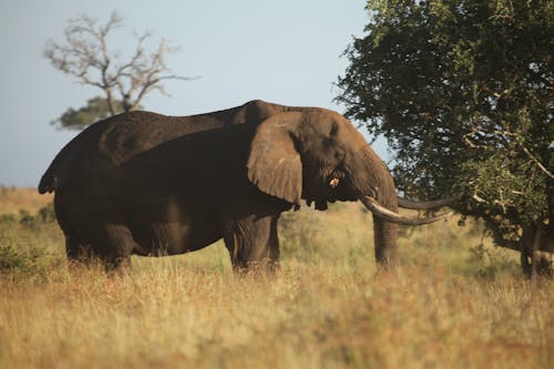 Elephant on Grass Field