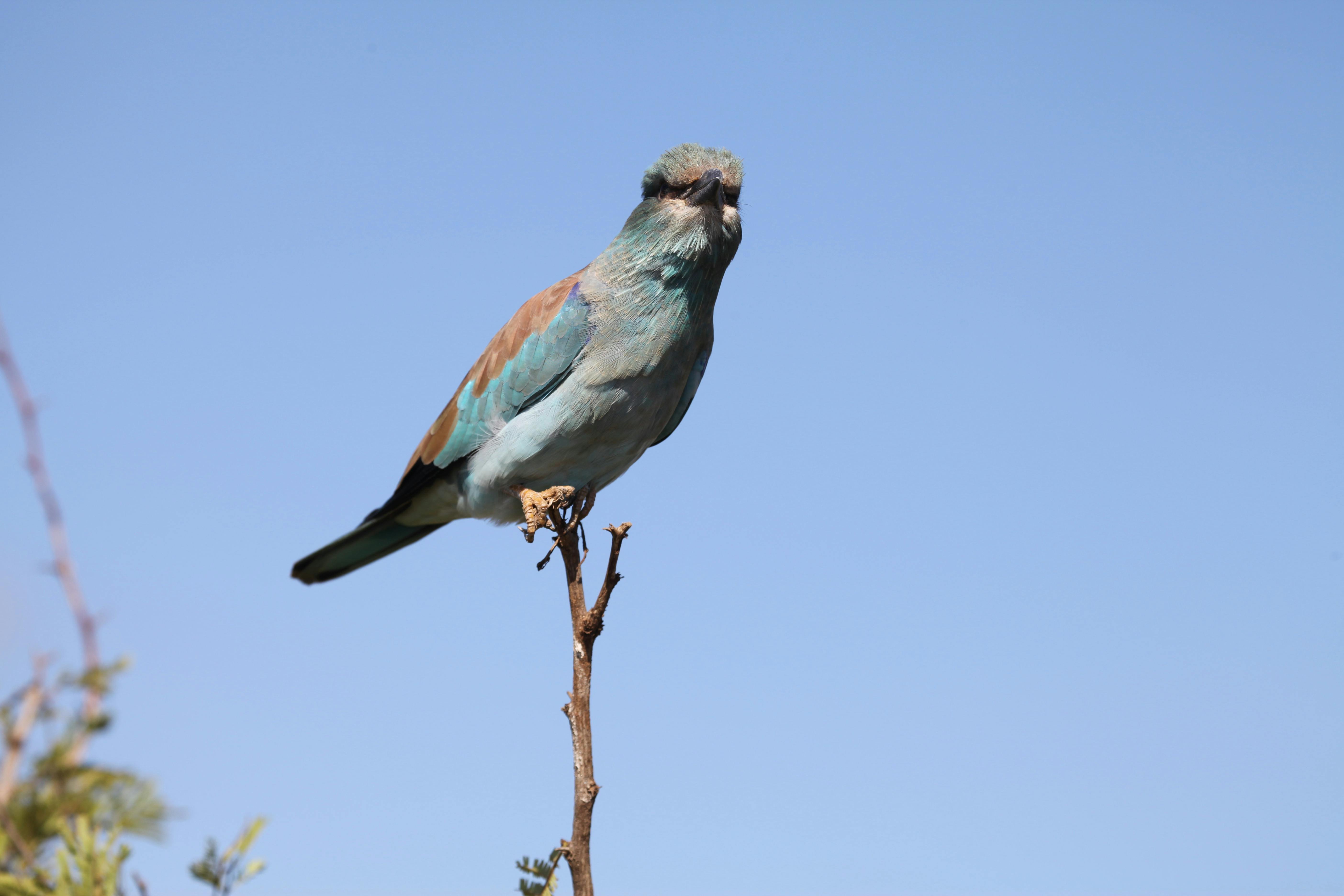 Blue Bird Perche on a Dry Tree Branch · Free Stock Photo