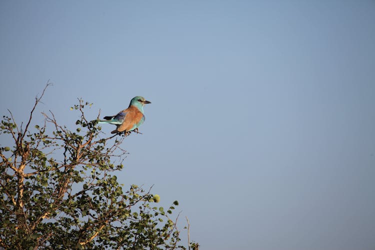 European Roller Bird Perched On Top Of A Tree