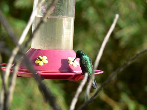 Free stock photo of colibri, colibries, colombia Stock Photo