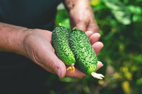 Hand with Fresh Cucumbers