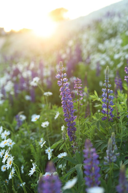 Kostnadsfri bild av blommande växter, delikat, fjäder